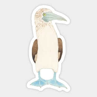 BLUE-FOOTED BOOBY - Watercolor Design Sticker